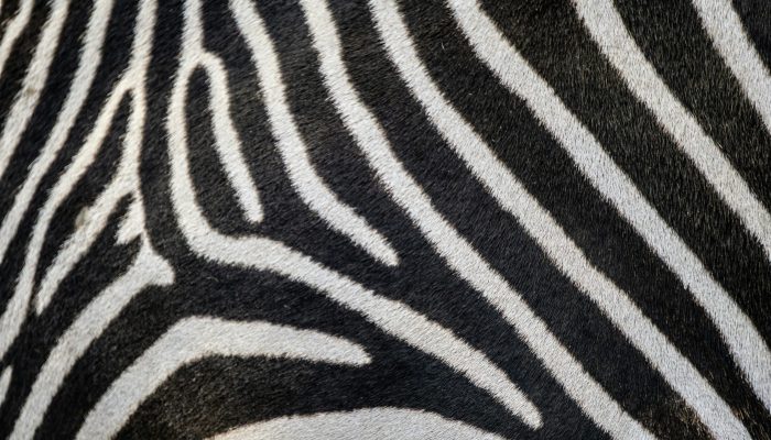 brian-wangenheim-K6g6hltz37Q-unsplash brian-wangenheim-K6g6hltz37Q-unsplash