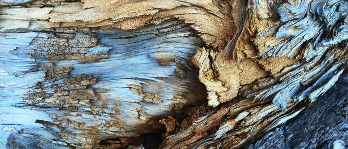 bruno-ramos-lara-sz3AWACktLc-unsplash bruno-ramos-lara-sz3AWACktLc-unsplash