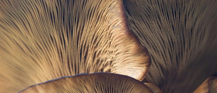damir-omerovic-UMaGtammiSI-unsplash damir-omerovic-UMaGtammiSI-unsplash