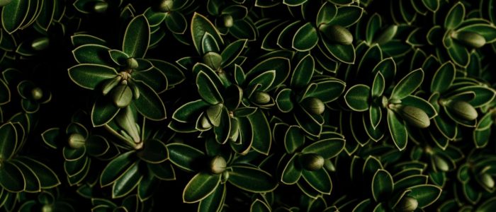 eriks-abzinovs-WijyiAvWV8E-unsplash eriks-abzinovs-WijyiAvWV8E-unsplash