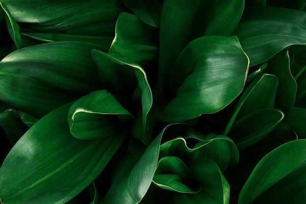 eugene-golovesov-iYxoOeyB4sw-unsplash eugene-golovesov-iYxoOeyB4sw-unsplash