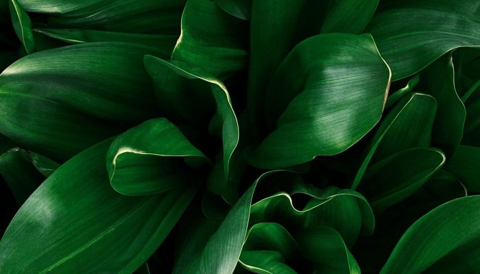 eugene-golovesov-iYxoOeyB4sw-unsplash eugene-golovesov-iYxoOeyB4sw-unsplash