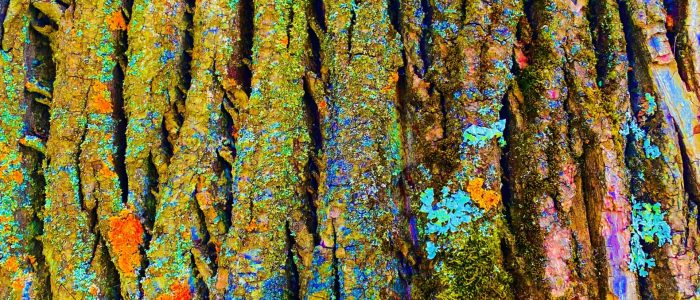 eugene-golovesov-yDiT3N_sLiU-unsplash eugene-golovesov-yDiT3N_sLiU-unsplash