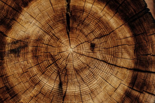 joel-jasmin-forestbird-xzPMUMDDsfk-unsplash joel-jasmin-forestbird-xzPMUMDDsfk-unsplash