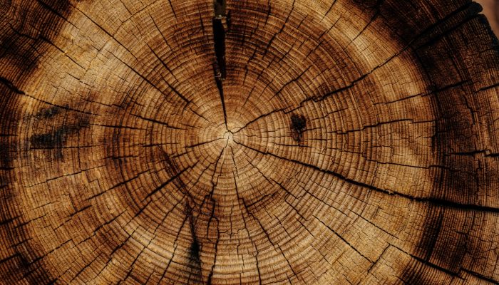 joel-jasmin-forestbird-xzPMUMDDsfk-unsplash joel-jasmin-forestbird-xzPMUMDDsfk-unsplash