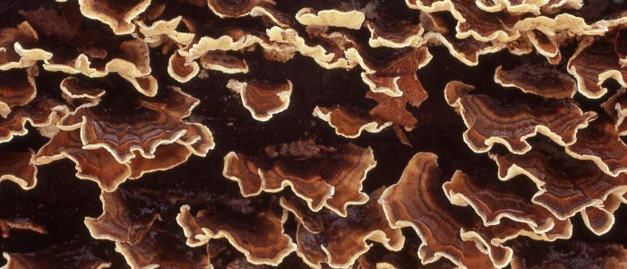michael-hamments–m1riZ6COWs-unsplash michael-hamments--m1riZ6COWs-unsplash
