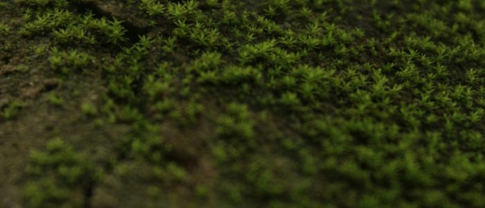 monoswita-palchowdhury-eghbD3eYZjo-unsplash monoswita-palchowdhury-eghbD3eYZjo-unsplash