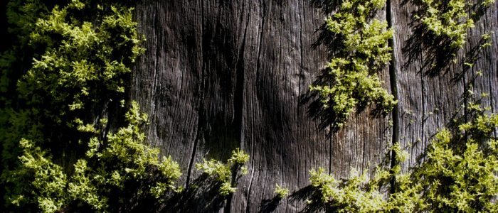 nate-bell-M1gaxG1UN1E-unsplash nate-bell-M1gaxG1UN1E-unsplash