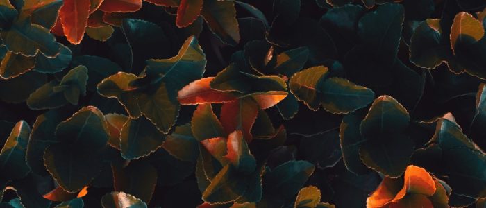 peyman-farmani-3H-qYKCfOUo-unsplash peyman-farmani-3H-qYKCfOUo-unsplash