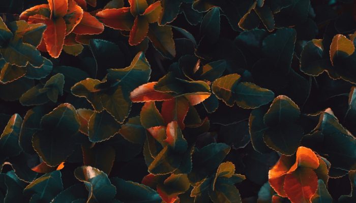 peyman-farmani-3H-qYKCfOUo-unsplash peyman-farmani-3H-qYKCfOUo-unsplash