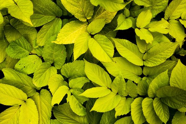 rowan-heuvel-hgCPZGCyYgI-unsplash rowan-heuvel-hgCPZGCyYgI-unsplash