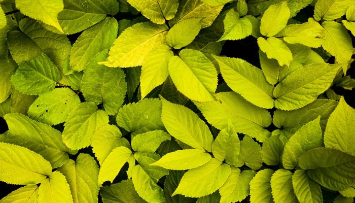 rowan-heuvel-hgCPZGCyYgI-unsplash rowan-heuvel-hgCPZGCyYgI-unsplash