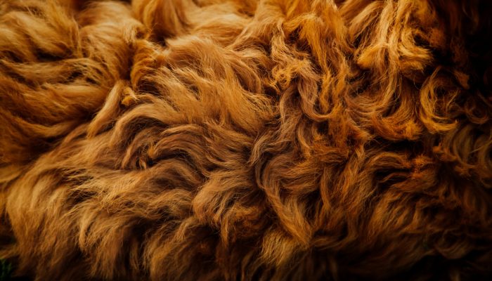 tim-foster-m34YZuhUHn8-unsplash tim-foster-m34YZuhUHn8-unsplash