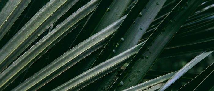 xianyu-hao-d9hh8rSj0e4-unsplash xianyu-hao-d9hh8rSj0e4-unsplash